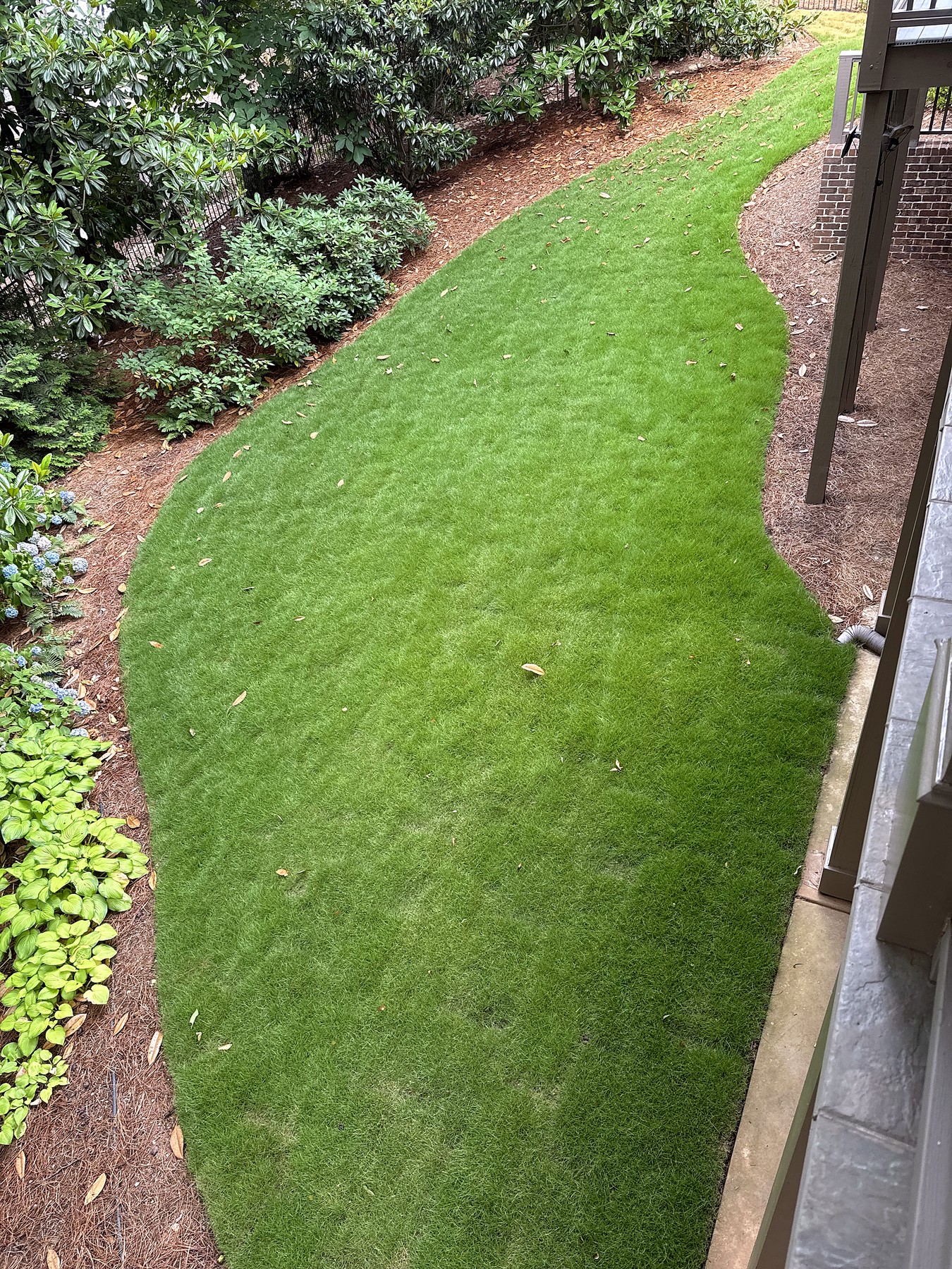 Summer Watering in North Atlanta: When, How Long, and How Often